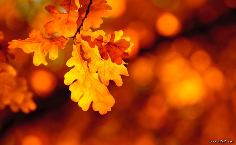 唯美的枫叶图片