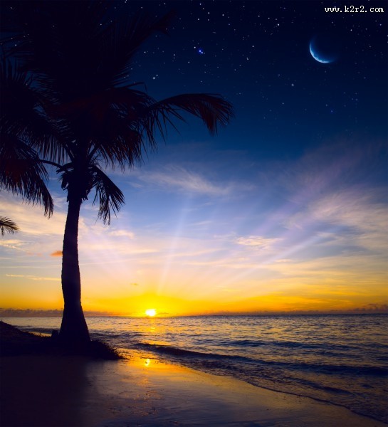 海滩椰树风景图片