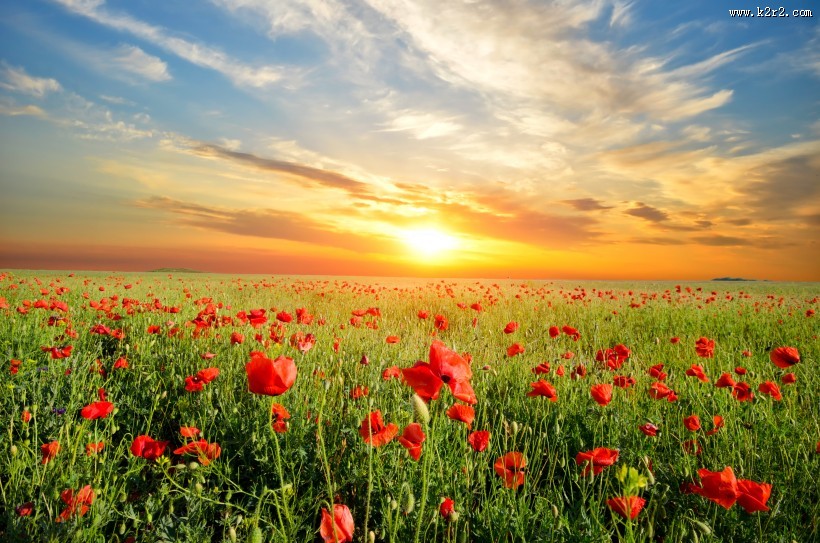 美丽的花海稻田图片