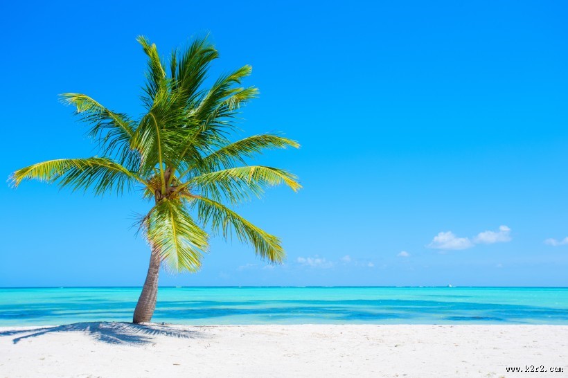 海岛椰树自然风景图片