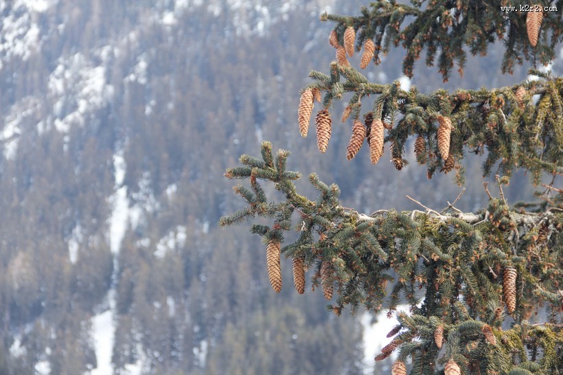 自然雪景风景图片