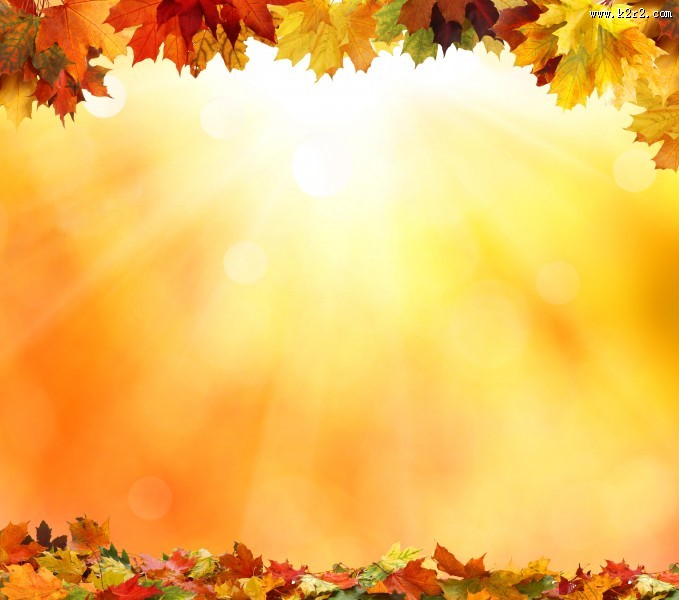 金黄色的枫叶图片大全