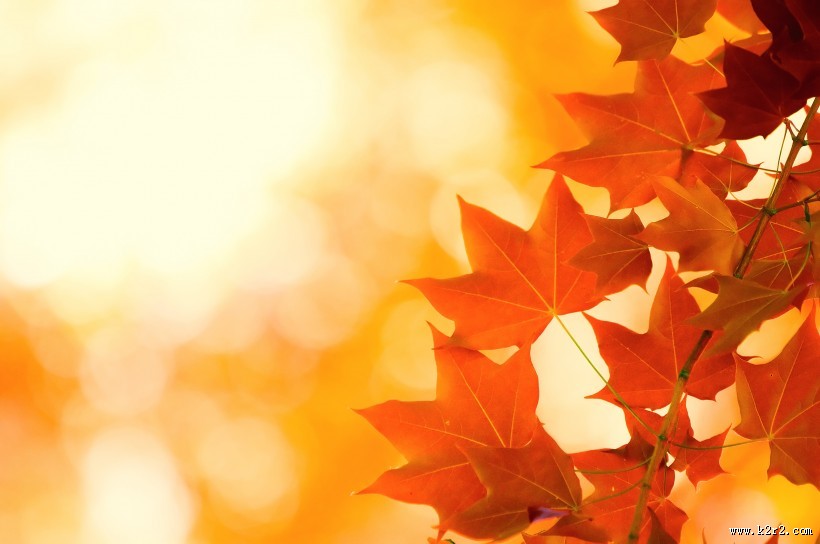 金黄色的枫叶图片大全
