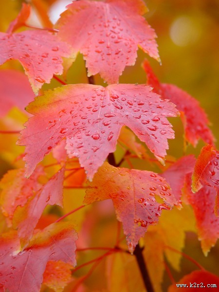 红红的枫叶图片大全