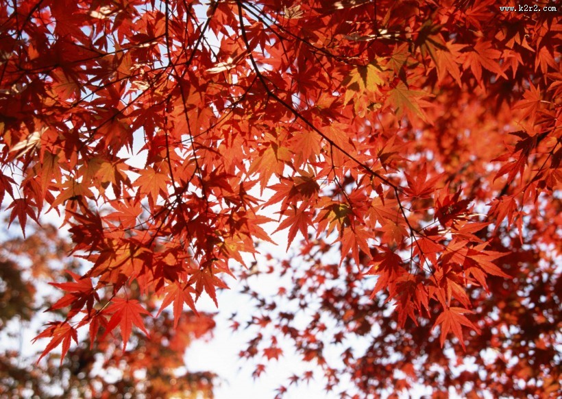 红红的枫叶图片大全