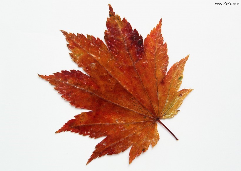 红红的枫叶图片大全