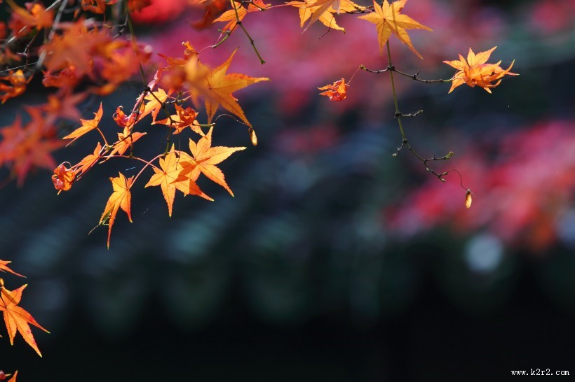 五彩缤纷的枫叶图片