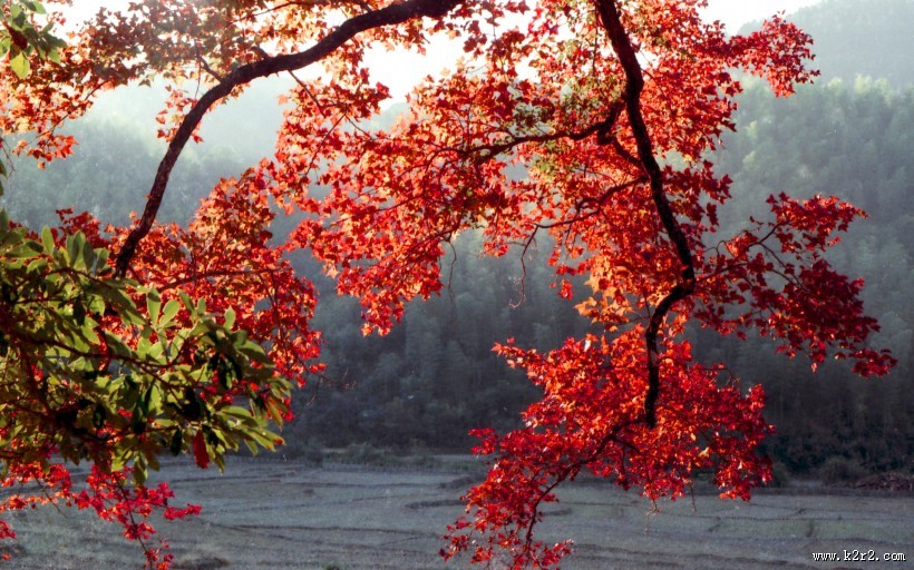 五彩缤纷的枫叶图片