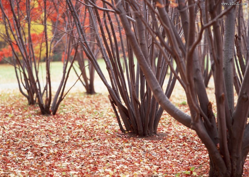 漂亮的枫树和枫叶图片