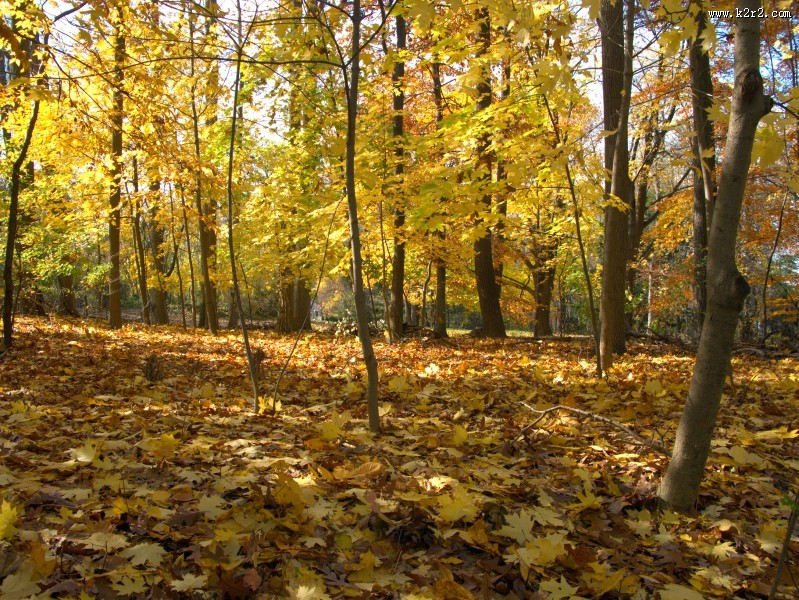 漂亮的枫树和枫叶图片