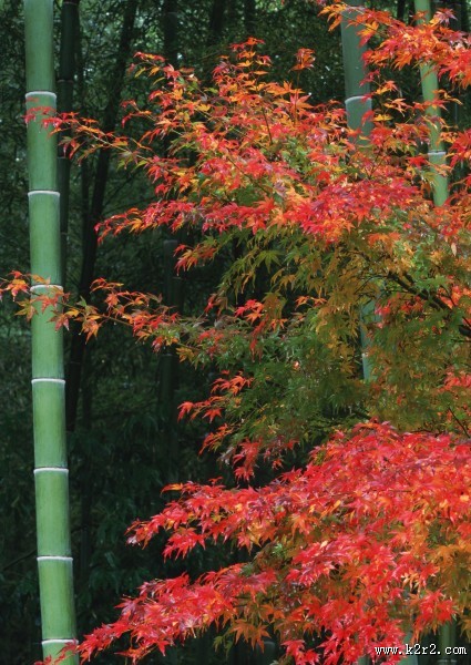 秋日的红叶图片大全