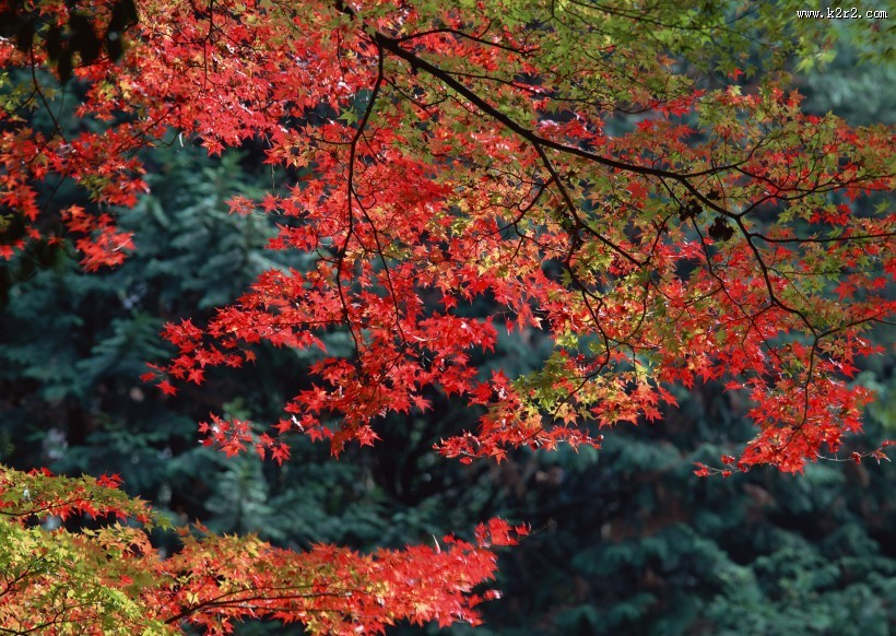 美美的枫叶图片