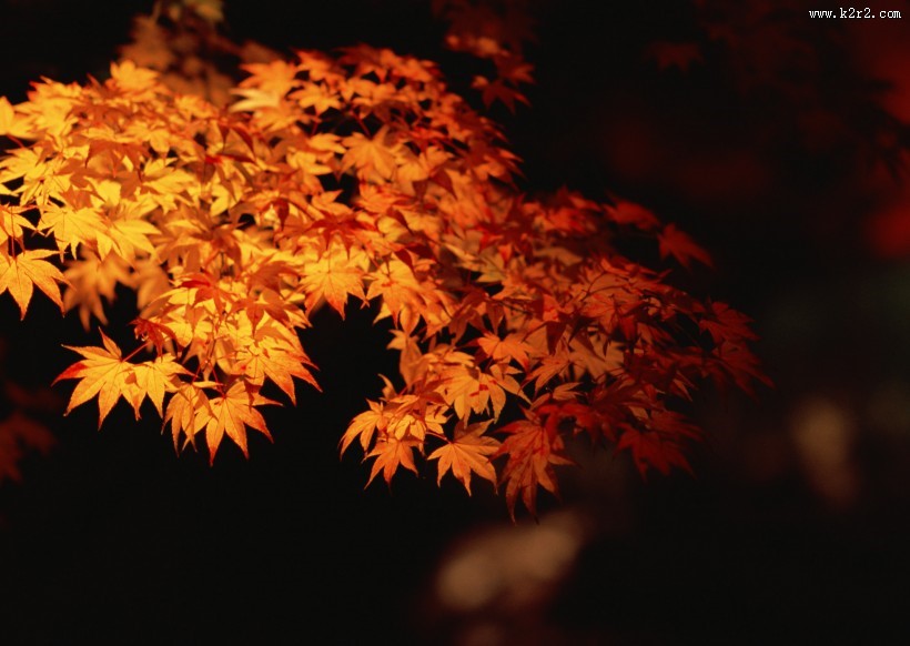 美美的枫叶图片