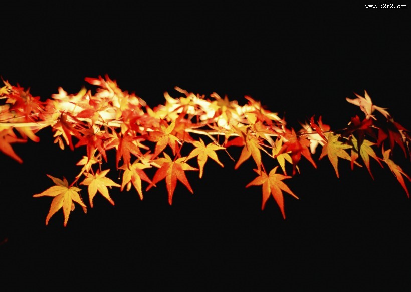 美美的枫叶图片