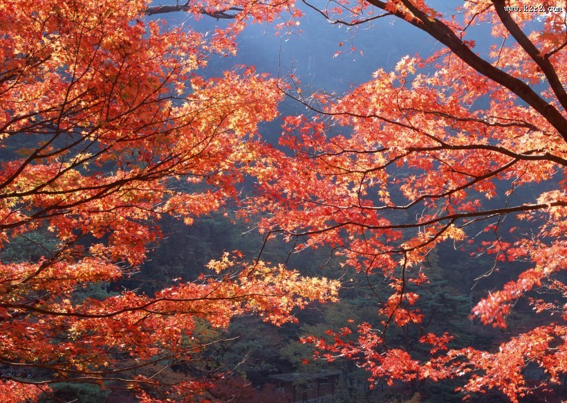 美美的枫叶图片