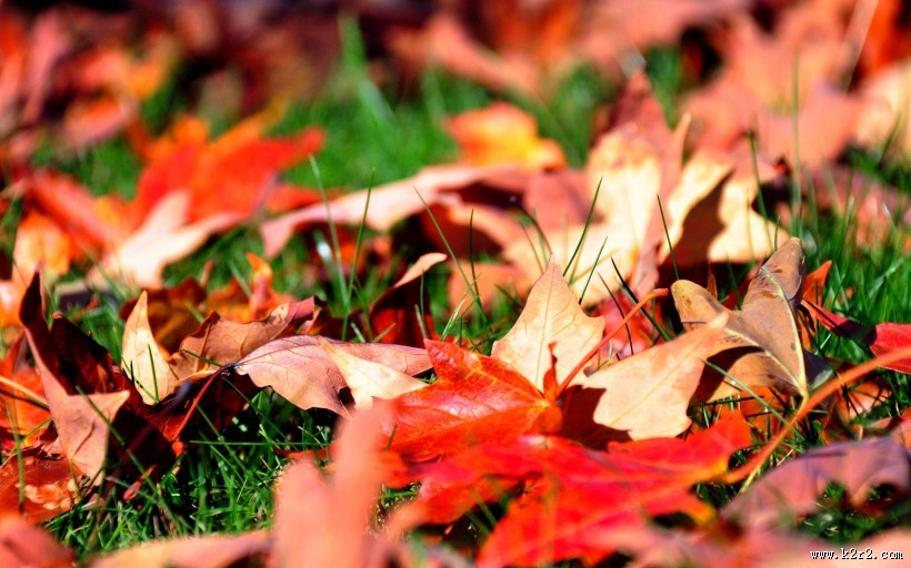 秋季美丽风景图片