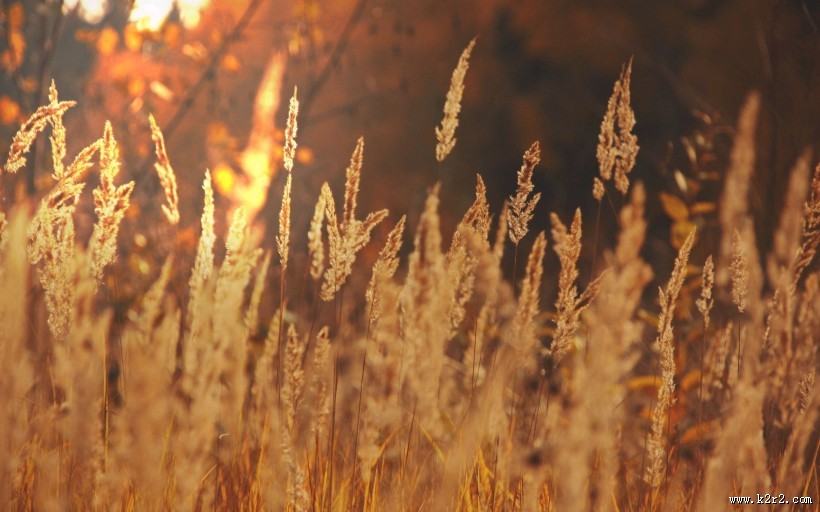 秋季美丽风景图片