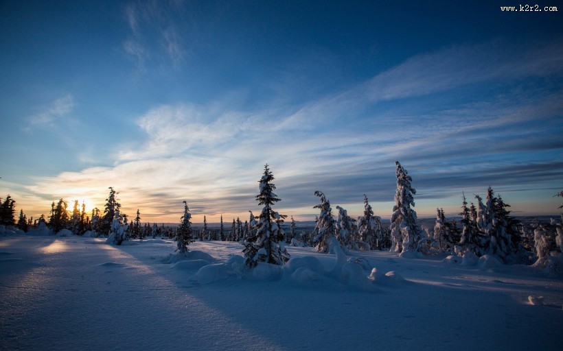 云杉树木风景图片大全