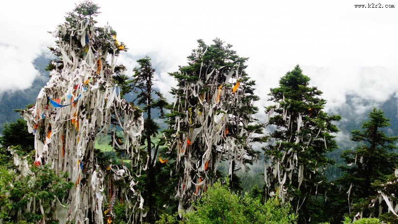 云杉树木风景图片大全