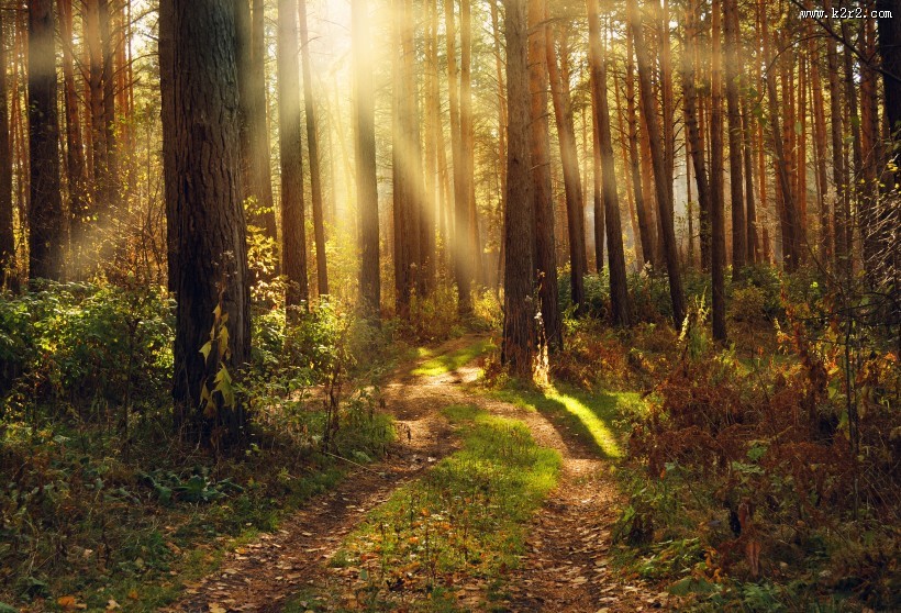 林中阳光景色图片