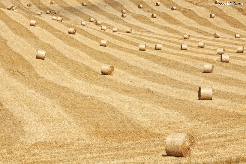 丰收的麦田图片