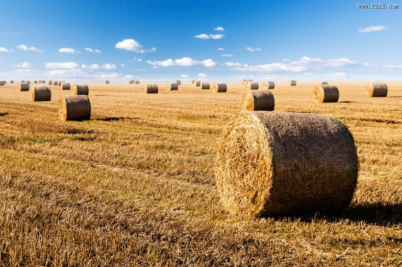 丰收的麦田图片