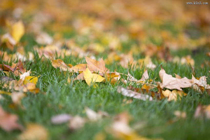 秋天落叶风景图片