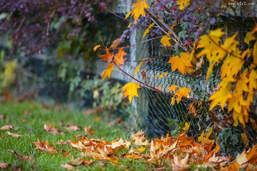 秋天落叶风景图片