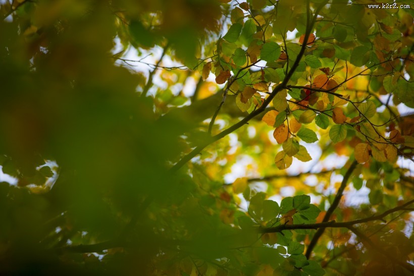 秋叶风景图片