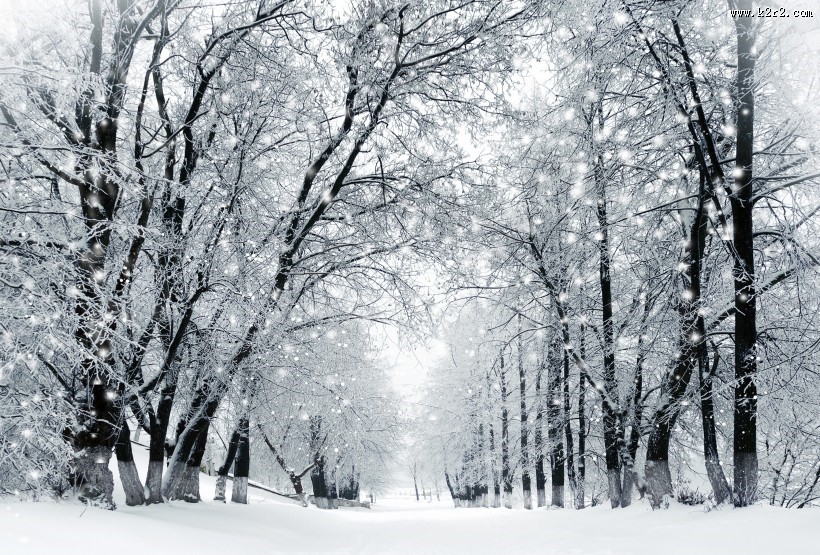 雪天道路两旁风景图片大全