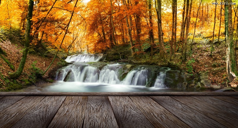 林中木桥边溪流景色图片