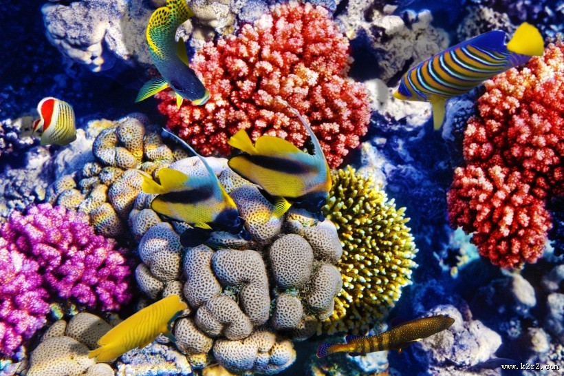 海底风景图片大全