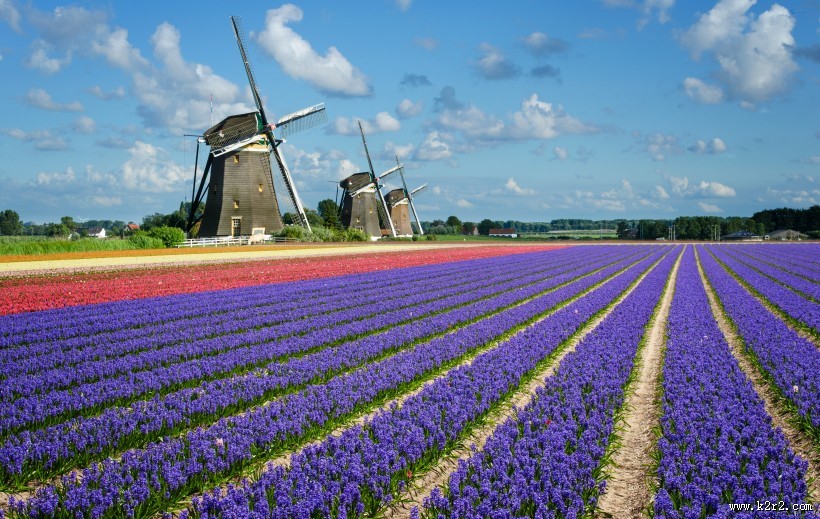 美丽的花海图片大全