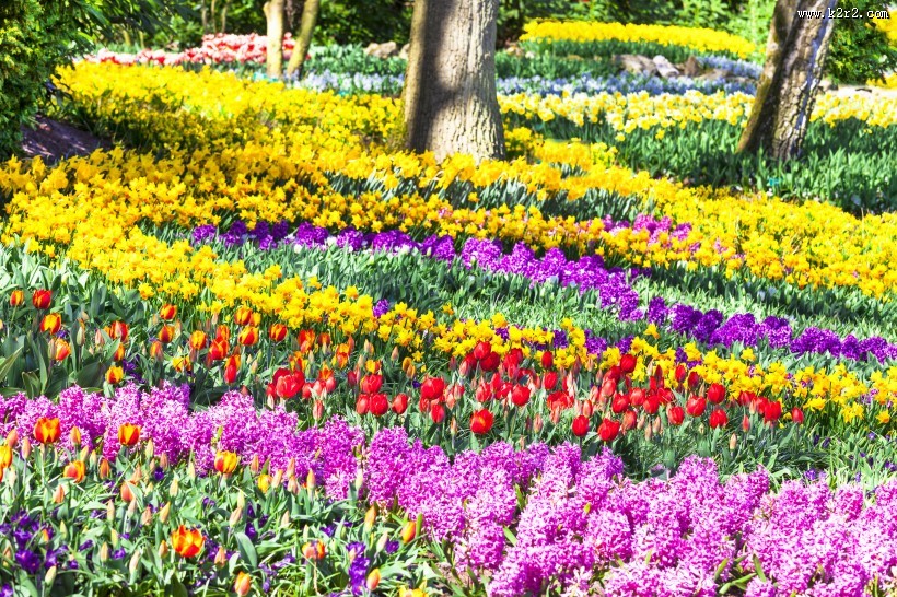 美丽的花海图片大全