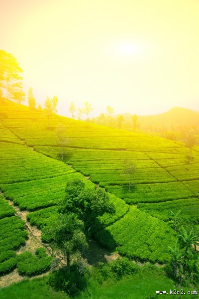 丘陵茶园景色图片