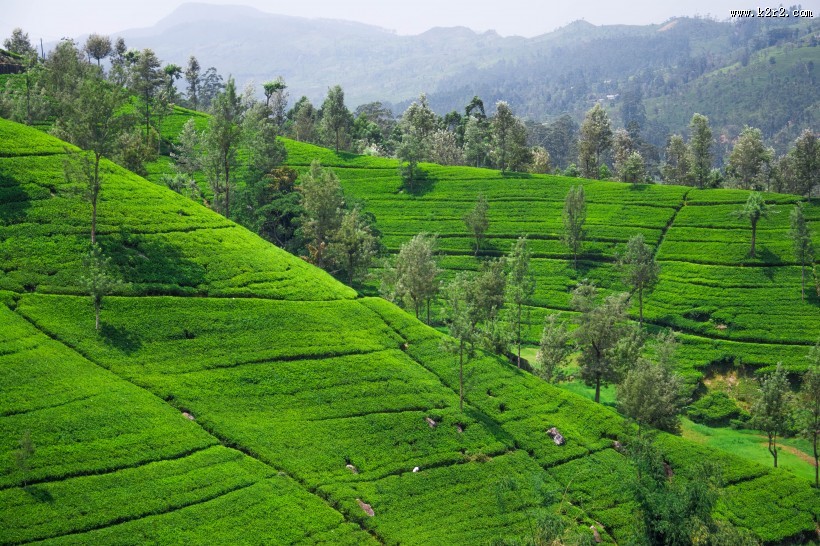 丘陵茶园景色图片