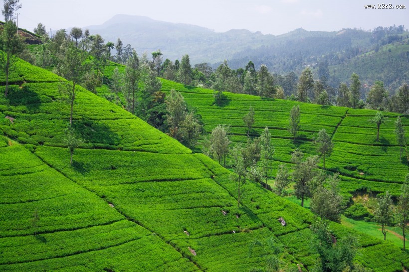 丘陵茶园景色图片