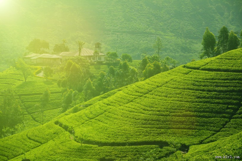 丘陵茶园景色图片