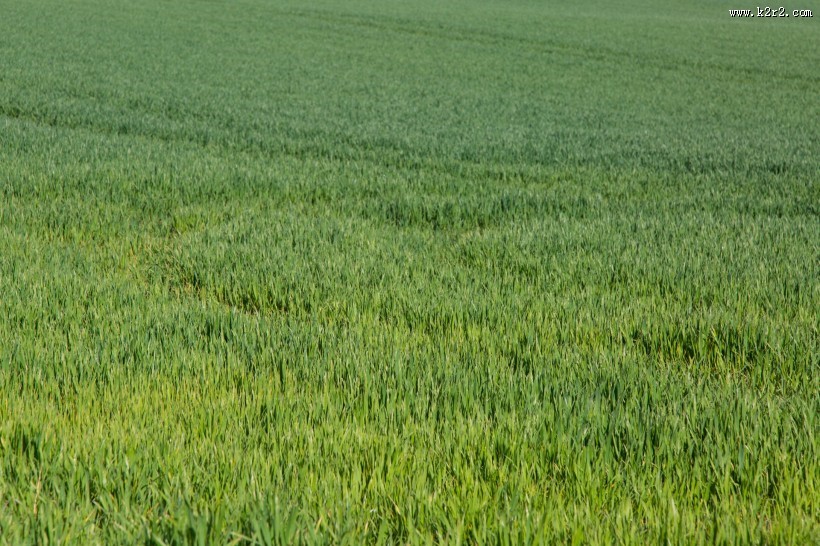 夏日草地风景图片