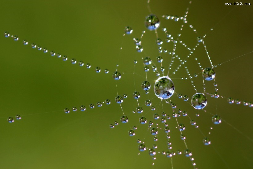 晶莹项链般的水珠图片大全