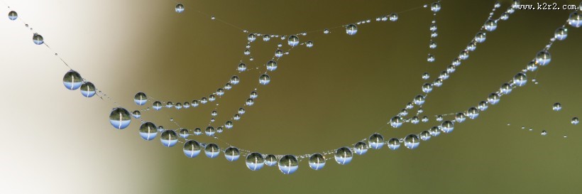 晶莹项链般的水珠图片大全