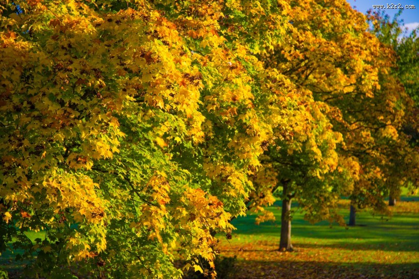秋季落叶风景图片