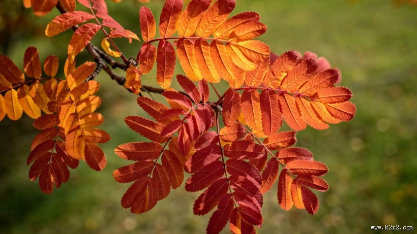 秋季唯美风景图片大全 秋天枫叶图片