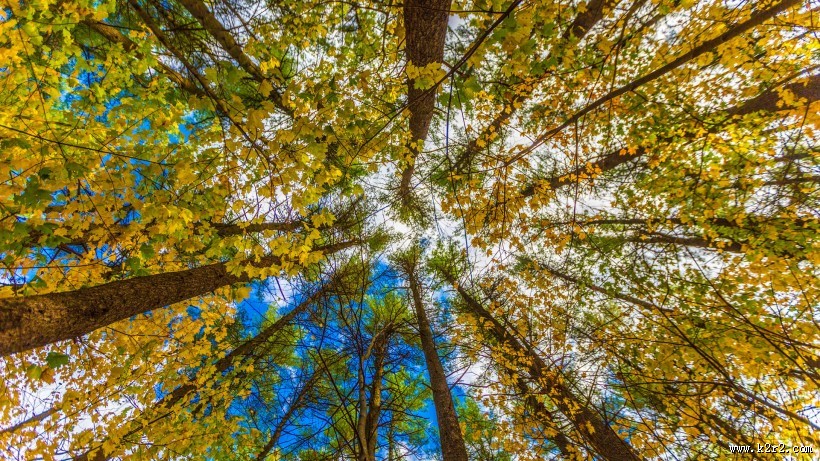 秋季唯美风景图片大全 秋天枫叶图片