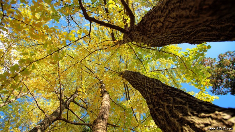 秋季唯美风景图片大全 秋天枫叶图片