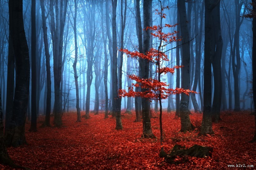 树林迷雾景色图片大全