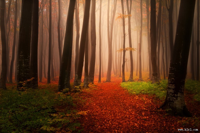 树林迷雾景色图片大全