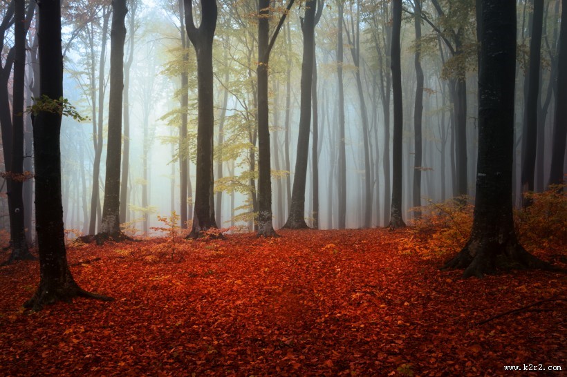 树林迷雾景色图片大全