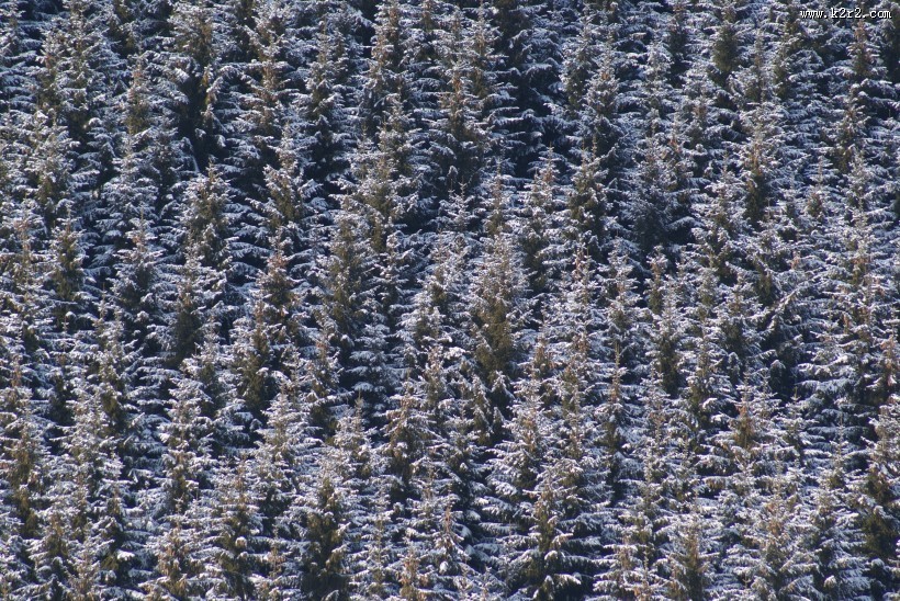 雪中的枝桠图片大全