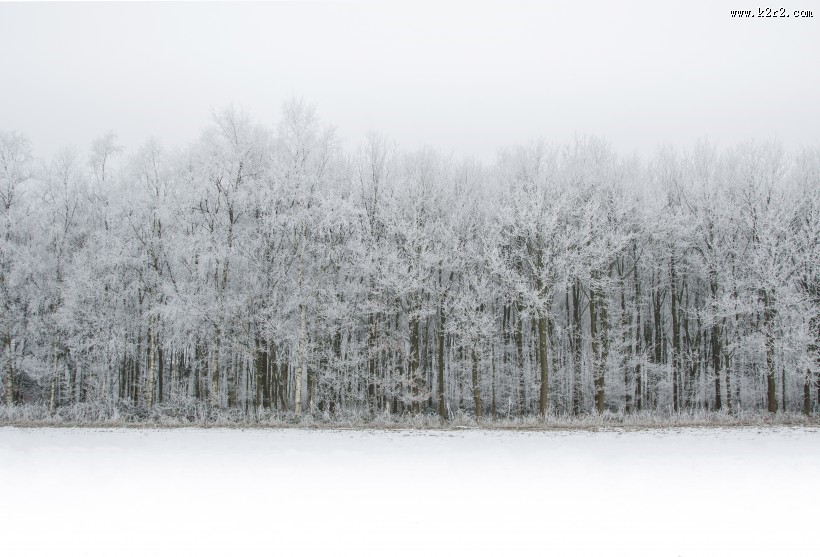 雪中的枝桠图片大全
